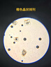 宝视德（bresser）显微镜初中生中考专用学生专业儿童实验生物移动卡尺生日礼物 实拍图