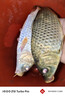 龙王恨鱼饵蓝鲫X5青春版腥香饵江河黑坑野钓鲫鲤草鳊鱼通杀综合钓鱼饵料 蓝鲫青春版-腥香(300g/1包) 实拍图