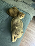 皇家英短成猫粮 BS34 通用粮 12月以上 4.5KG 实拍图