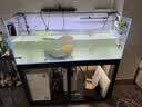 森森（SUNSUN）鱼缸过滤器外置过滤桶水泵水族箱净水循环系统 【杀菌款带滤材/1.2米以上】26W 5层排污 实拍图