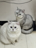 欢宠网撸猫手套梳毛宠物狗狗猫咪洗澡神器狗猫梳子刷子猫毛去浮毛防抓咬 实拍图