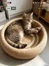 POPOCOLA剑麻猫抓板窝耐磨不掉屑耐抓四季通用大号猫咪猫爪板猫窝一体 52CM圆形全剑麻猫抓板【深睡款】 实拍图
