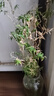 水培植物富贵竹天堂鸟白掌鸭脚木室内米竹子绿植花卉办公桌面好养 20颗米竹35-45cm+营养液【不含盆】 无规格 实拍图