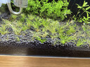 立白小白白小白鞋清洁剂280g 天然洁净白鞋去污洗鞋神器 温和不伤鞋 实拍图