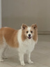疯狂小狗狗粮金毛边牧拉布拉多中大型犬幼犬成犬20kg牛肉香菇40斤囤货装 实拍图
