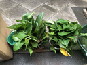 京东绿植绿萝盆栽除甲醛花卉绿植办公室新房净化空气180加仑2盆装源头直 实拍图