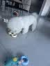 HELLOJOY狗狗玩具耐咬磨牙球宠物幼犬小狗比熊用品小型犬拔河自嗨解闷神器 实拍图