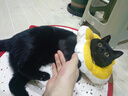 华元宠具（hoopet）狗狗伊丽莎白圈项圈小型犬宠物猫咪颈圈脖圈头套猫伊利沙白圈头罩 实拍图