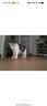 多特思猫零食猫条混合口味15g100支0添加0诱食剂防掉毛成幼猫咪鱼油罐头 实拍图