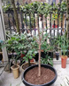 东北耐寒鸡心果苗南北方四季种植鸡心果树苗盆栽地栽矮化苹果苗 10年大苗 当年结果一家吃不完 70cm(含)-79cm(含) 实拍图