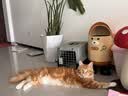 囧宝猫砂矿砂猫砂除臭香味膨润土猫砂钠基矿活性炭除臭不粘底猫砂20斤 升级款原味矿砂20斤*1包 实拍图