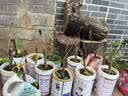 重瓣红三角梅盆栽带花三角梅苗勤花品种爬藤老桩室内花卉植物四季 绿樱 3年苗【当年开花】不含盆 实拍图
