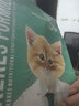 凯锐思猫粮鲜肉幼猫猫粮1-12月奶糕助力免疫鲜肉冻干双拼幼猫粮 【1-4月母乳营养】离乳奶糕粮6斤 实拍图