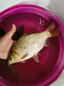 达亿瓦（DAIWA） 新款 一击樱 综合休闲手杆台钓竿轻碳素进口钓鱼竿钓杆 垂钓装备 F-6.3米 实拍图