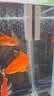 森森（SUNSUN）鱼缸刷水族箱磁力刷玻璃擦清洗清理清洁工具刷子 中号（适合80-120cm鱼缸）适合壁厚12mm 晒单实拍图