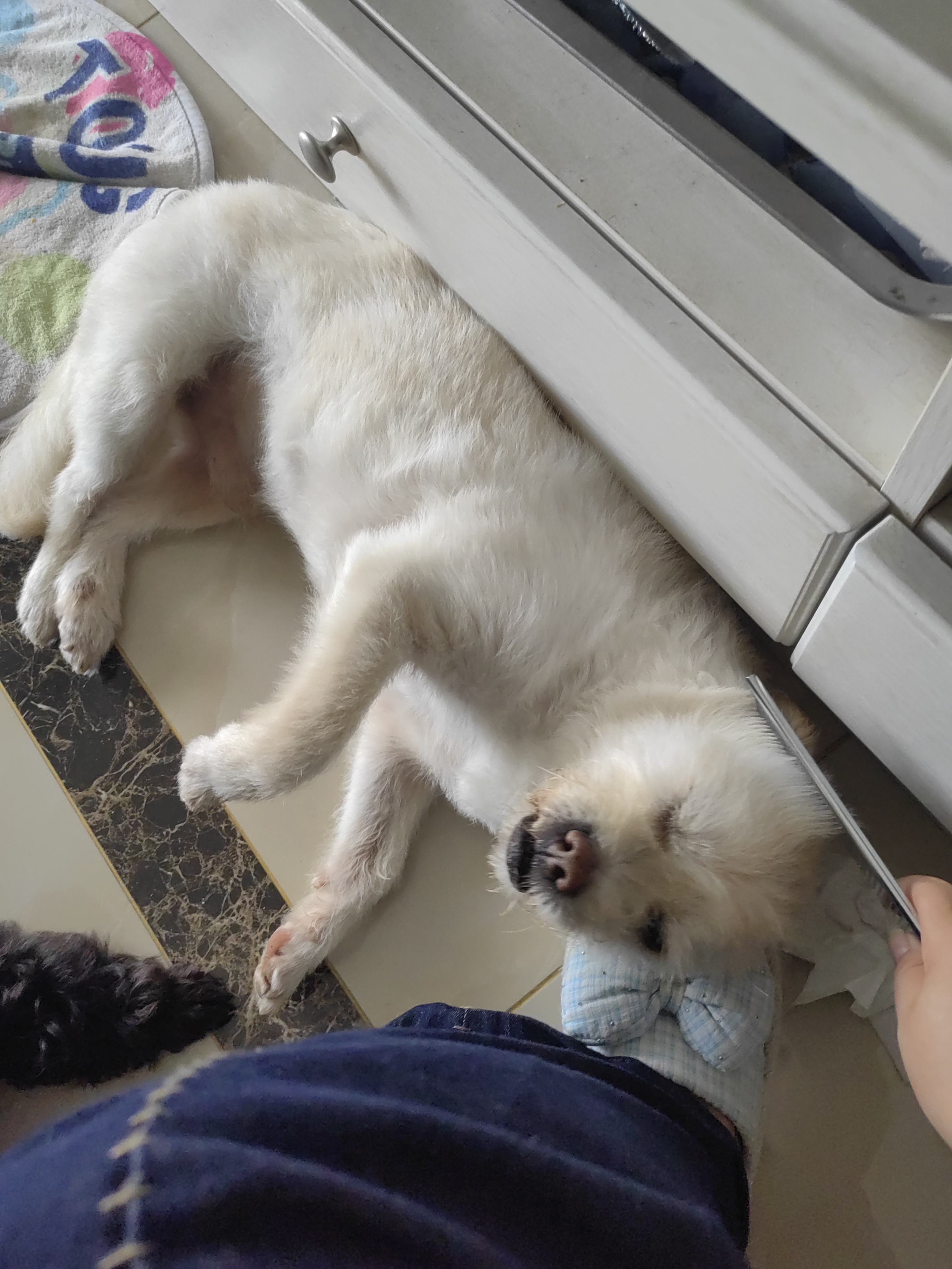 HELLOJOY宠物猫咪狗狗排梳猫梳子宠物去浮毛开结钢梳布偶长毛猫专用猫毛梳 实拍图