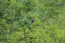 佳能（Canon）RF 100-400mm F5.6-8 IS USM 超远摄变焦镜头【滤镜防护套装】 实拍图