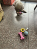 HELLOJOY狗狗玩具球小狗磨牙棒骨头耐咬狗咬胶小型犬宠物用品幼犬自嗨解闷 实拍图