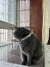 甜浪海猫咪精油项圈狗狗防护项圈猫铃铛围脖颈圈猫狗圈项链配饰宠物用品 实拍图