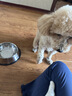 HELLOJOY猫碗不锈钢狗狗猫咪食盆猫咪宠物用品水粮碗防滑打不翻狗盆狗碗 实拍图