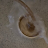 世喜奶瓶水杯配件直饮吸管嘴（吸管杯杯头直饮款）适配7.2cm口径瓶身 实拍图