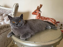 皇家猫粮 成猫猫粮 去毛球 IH34 通用粮 12月以上 2KG 实拍图