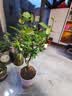 原生长寿冠海棠花盆栽四季开花树苗花卉植物室内盆景老桩耐寒好养 5年海棠【带原土 带花苞】 不含盆 实拍图