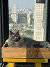 皇家猫粮 英短成猫粮 BS34 通用粮 12月以上 2KG 实拍图