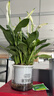年宵花【热销款】白掌一帆风顺盆栽水培植物绿植过年装饰摆件年货 【店主推荐】特级白掌6-8株带花+早安盆+营养液 实拍图
