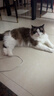 素力高（SolidGold）猫粮低脂高蛋白全阶段鲜鸡肉胖猫减肥猫粮5kg 实拍图
