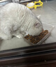 皇家英短成猫粮 BS34 通用粮 12月以上 4.5KG 实拍图