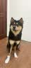 萌嘟星宠 宠物猫咪狗狗鞋子狗猫一次性脚套鞋套小型犬小狗猫咪比熊袜子鞋M 实拍图
