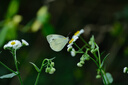 富士（FUJIFILM）XF70-300mmF4-5.6 R LM OIS WR 中长焦变焦镜头 全天候镜身 5.5档防抖 适用于XT4  XT3 实拍图