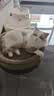 【京东快递】猫抓板猫窝一体式耐磨不掉屑超大可睡觉瓦楞纸磨爪板 圆形50*9【20斤内，送猫薄荷】 实拍图