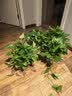 京东绿植绿萝盆栽除甲醛花卉绿植办公室新房净化空气180加仑4盆装源头直 实拍图