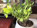 蓝莓树苗南方北方庭院阳台地栽盆栽种植大果苗耐寒耐热果树苗大全 蓝莓苗：3年苗30-40CM【春季带花或带果】一盆 实拍图