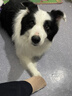 麦富迪狗粮 无谷牛肉双拼狗粮成犬 小型犬中大型犬通用10kg/20斤 实拍图