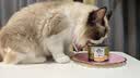 滋益巅峰（ZIWI）猫主食罐头185g牛肉味主食湿粮成猫幼猫通用新西兰原装进口 实拍图