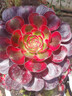 美赞臣蓝臻3段幼儿配方奶粉(12-36月)820g*1罐【新客买1送300g】 实拍图