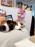 斑队长【适合新手】宠物指甲剪刀钳 猫咪狗狗美容工具用品 带锉刀 小号天空蓝-送锉刀 实拍图