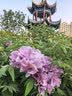 皮尔卡丹220g精梳全棉短袖T恤男士翻领纯色夏季透气Polo衫上衣薄 实拍图