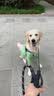 欧恩焙加拿大进口中大型犬全犬粮烘焙狗粮柯基金毛美毛羊肉狗粮11.34kg 实拍图