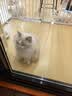 雪貂留香 猫咪沐浴露专猫定制宠物香波沐浴露 英短猫300mL 实拍图