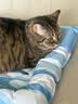 乐优派宠物冰垫猫窝猫垫狗垫夏季凉席凉垫子冰窝防水 方形65*50cm 实拍图