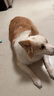 伯纳天纯狗粮中大型犬全价成年犬粮17kg羊肉蔓越莓味囤货装 实拍图