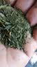 匠界雀舌新茶贵州雀舌茶叶绿茶头采正宗明前毛尖嫩芽250g 实拍图