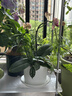 爱丽思（IRIS）Deepot花盆加厚树脂控根圆口绿萝绣球月季多肉发财树塑料加仑花盆 8号浅绿色(口径约26.6cm)约8L 实拍图