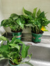 京东绿植绿萝盆栽除甲醛花卉绿植办公室新房净化空气 120款10盆源头直发 实拍图