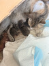 醇粹黑标猫粮 全价无谷双拼冻干猫粮 鸡肉生骨肉猫粮10kg囤货装 实拍图