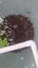 松宝（sobo）火山石鱼缸造景底砂养龟过滤材养鱼缸铺底装饰颗粒 2.5kg 实拍图